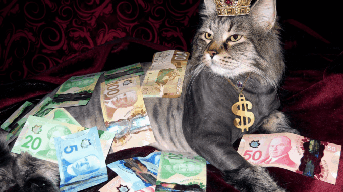 A very wealthy cat