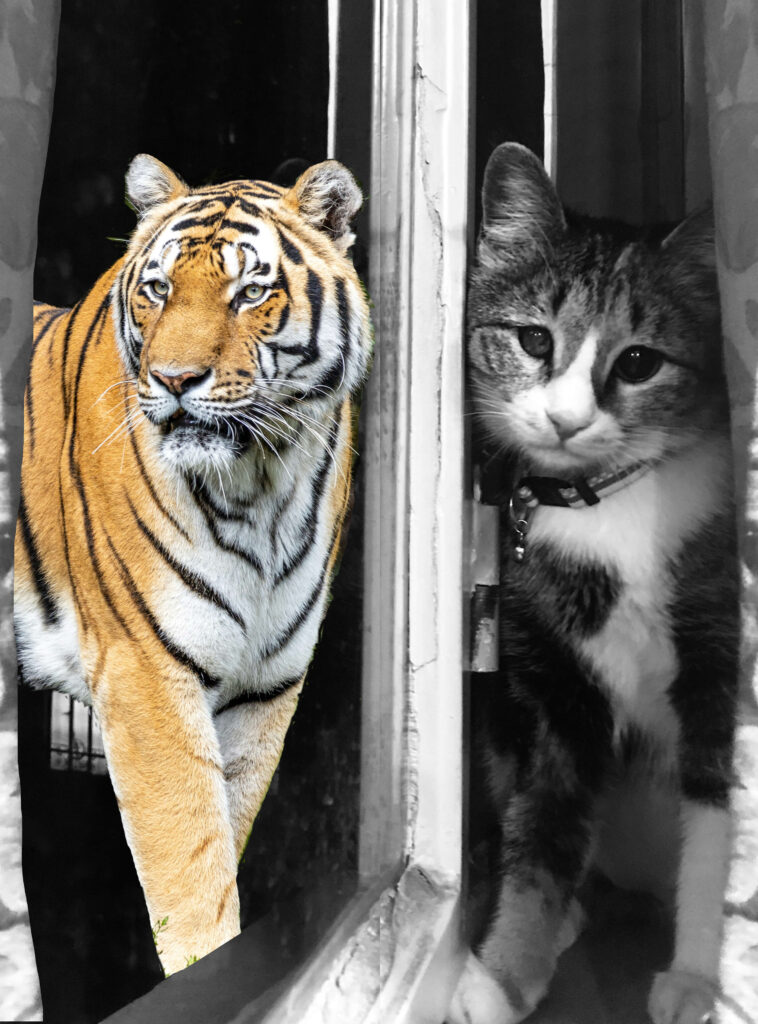 A kitten seeing itself in the mirror as a big tiger. My own composition of two pictures from  Dominik Lückmann and Sepideh Massahion on Unsplash 