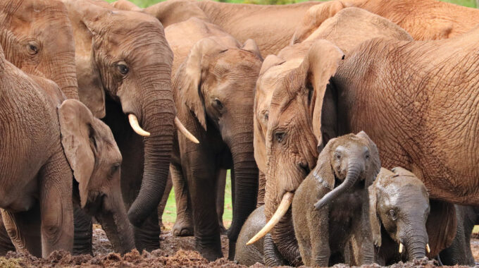 A group of elephants