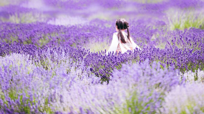 A child in a lavender field