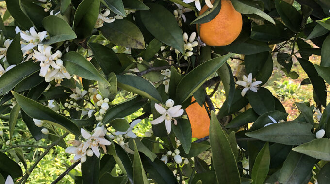 An orange tree full of blooms and fruit